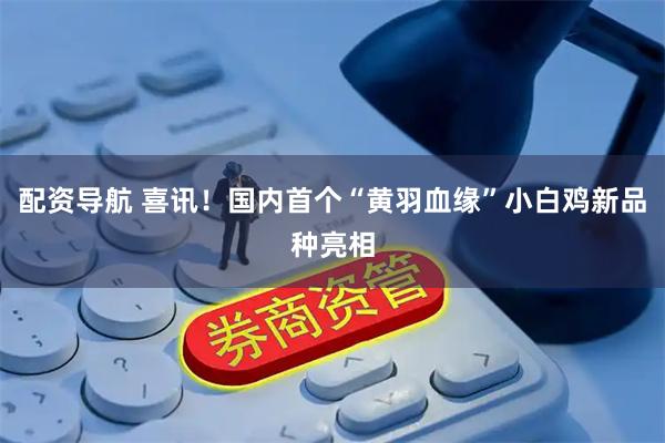 配资导航 喜讯！国内首个“黄羽血缘”小白鸡新品种亮相